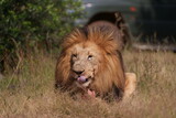 Lion eating after hunting for a wildebeest in the wild, carrying the leg across the field and leaving pride, Chewing and tearing away from the bone with its ferocious teeth. During a Safari Game Drive