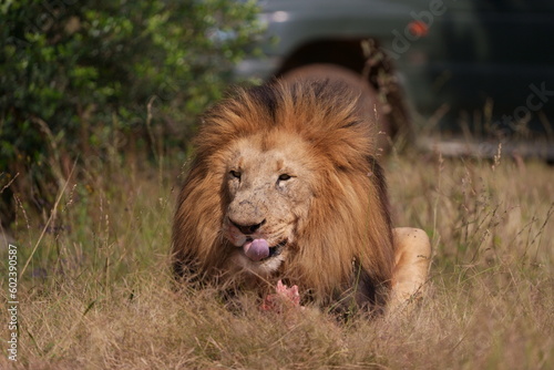 Lion eating after hunting for a wildebeest in the wild, carrying the leg across the field and leaving pride, Chewing and tearing away from the bone with its ferocious teeth. During a Safari Game Drive