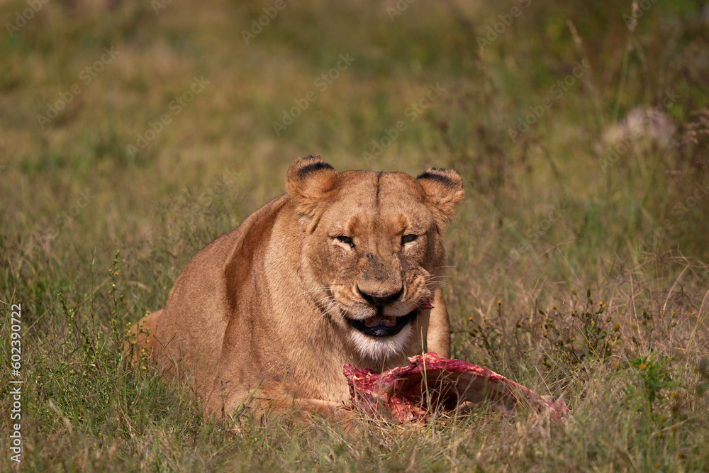 Lioness Eating Raw ribs in the wild , keeping the others away to not fight. Munching and chewing away using its ferocious teeth to tear away Lioness Eating Raw ribs in the wild , keeping the others away to not fight. Munching and chewing away using its ferocious teeth to tear away