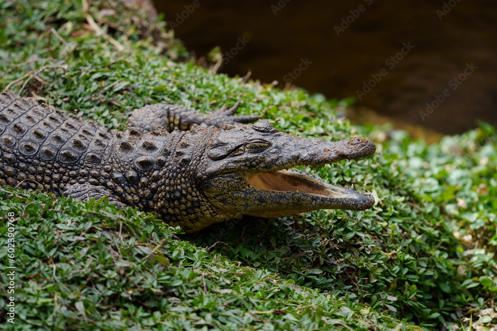 Nile crocodile sitting on a patch of green grass with its mouth open waiting for prey and to regulate its body temperature, showing its beautiful green reptile eye. Taken during a Safari game drive Nile crocodile sitting on a patch of green grass with its mouth open waiting for prey and to regulate its body temperature, showing its beautiful green reptile eye. Taken during a Safari game drive