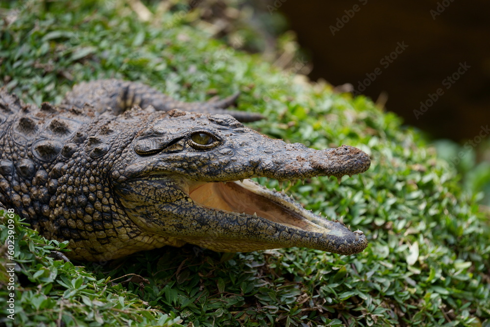 Obraz premium Nile crocodile sitting on a patch of green grass with its mouth open waiting for prey and to regulate its body temperature, showing its beautiful green reptile eye. Taken during a Safari game drive 