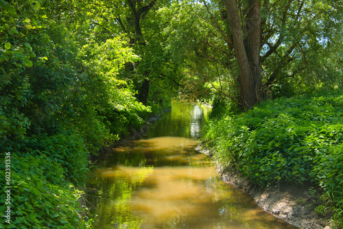 illwald im Elsass nahe Selestat in Frühling