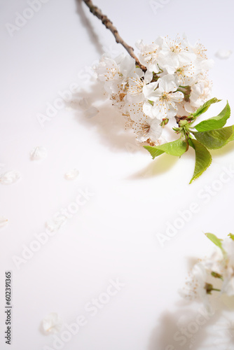 White cherry blooming branch on white, copy space