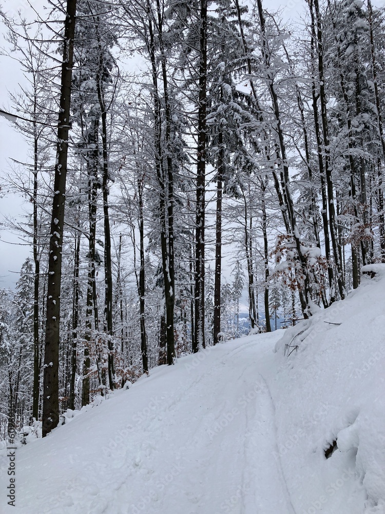 Fototapeta premium Views from winter hiking path in the forest. Mountain nature landscape. Forest landscape from walking, hiking in the mountains. Snowy path in the forest with bridge and river. Sunny winter day. 