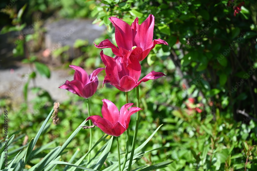 Garden colors