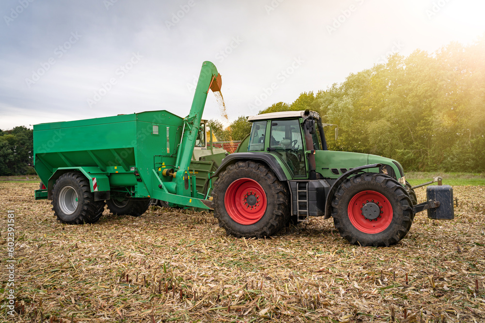 Körnermaisernte. Die frisch gedroschenen Maiskörner werden über einen speziellen Transportwagen in eine mobile Mühle gefüllt. Körnermaisernte. Die frisch gedroschenen Maiskörner werden über einen speziellen Transportwagen in eine mobile Mühle gefüllt.