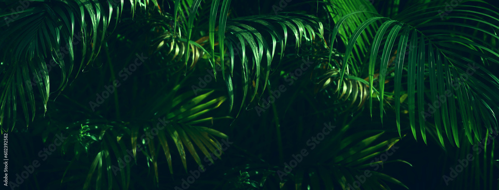 Close up image of palm tree leaf. Tropical and nature banner background