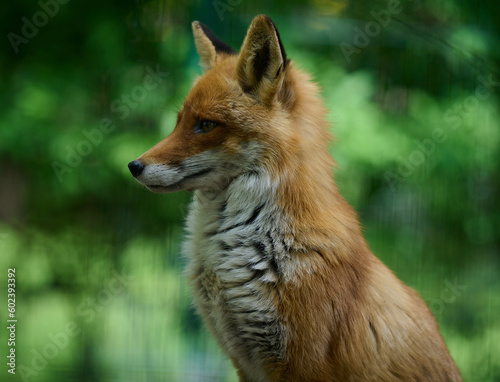 Portrait of a wild red fox in green foliage © nndanko