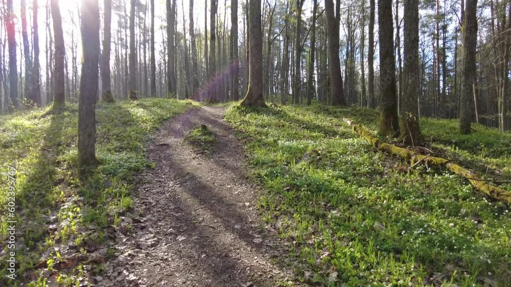 Walking thru the forest day time green trees no people beautiful day Walking thru the forest day time green trees no people beautiful day