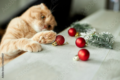 A cute adorable british Cat playing with christmas balls at home, paw on the table with Christmas ornaments, Christmas cat, New year
