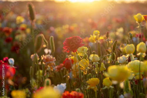 Fototapeta Naklejka Na Ścianę i Meble -  Blurred floral background of a field with blooming buttercups at sunset. Blurred focus. Bright floral wallpaper background.