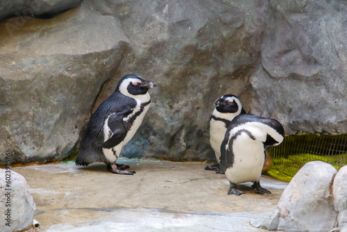 Spectacled penguins cleaning their feathers against a gray rock background. Birds, ornithology, ecology.