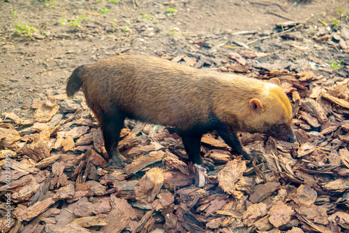 Bush dog (lat. Speothos venaticus) standing on the ground in the rays of the setting sun. Animals, mammals, predators. photo