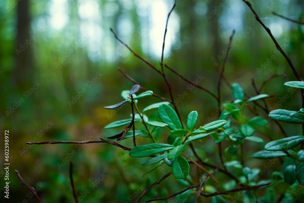 Spider web Spider web