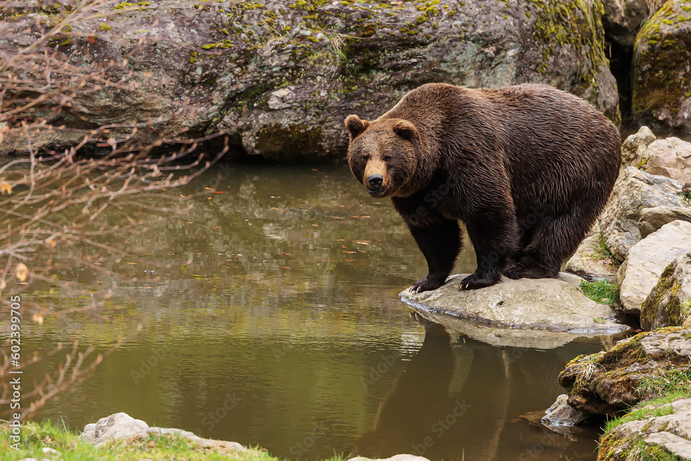 male brown bear (Ursus arctos) came to take a bath male brown bear (Ursus arctos) came to take a bath