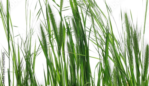 Green fresh grass isolated on white texture with clipping path