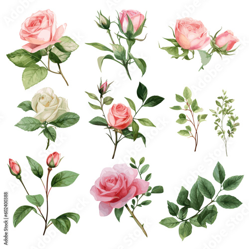 Set of floral watecolor. Flower pink rose, green leaves. Floral poster, invitation floral. Vector arrangements for greeting card or invitation design
