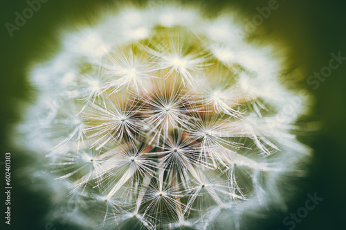 Close up macro of a dandelion on a sunny spring day  west sussex  uk.