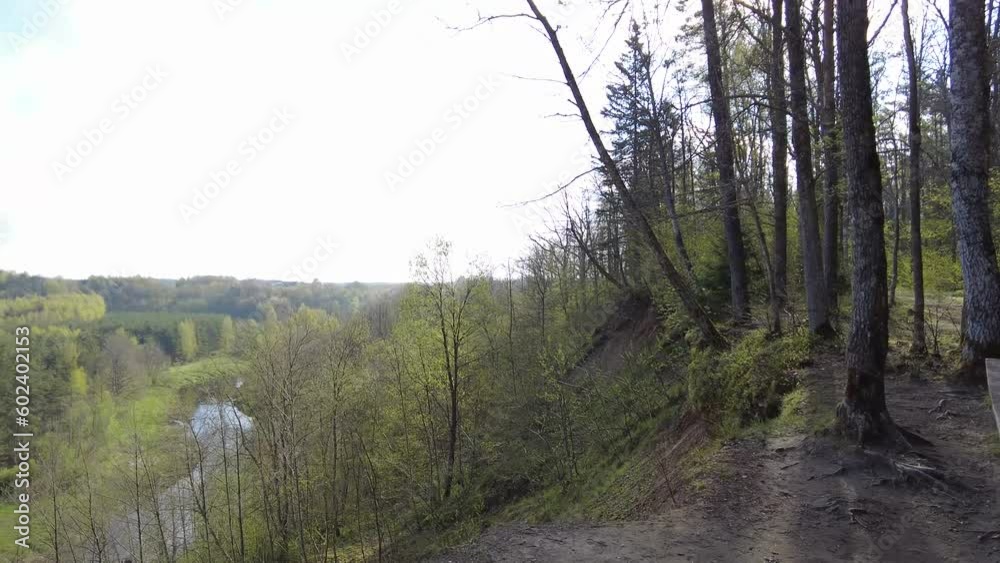 Walking thru the forest day time green trees no people beautiful day Walking thru the forest day time green trees no people beautiful day