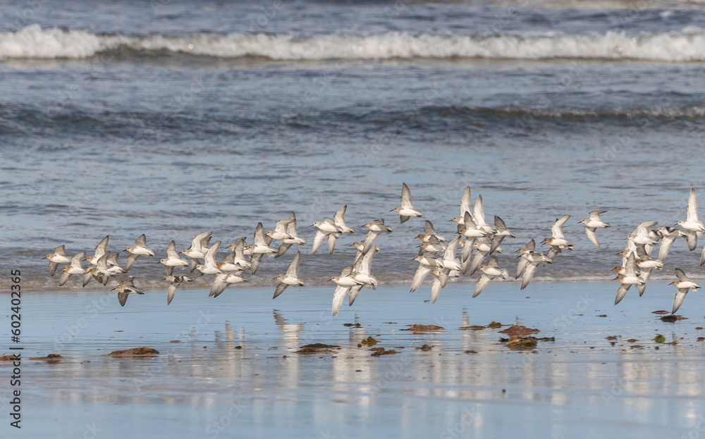 Shallow birds in the prenuptial step on Galician beaches