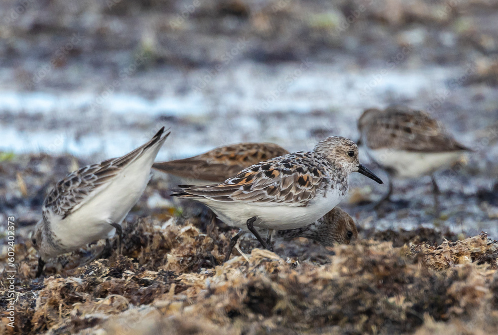 Shallow birds in the prenuptial step on Galician beaches Shallow birds in the prenuptial step on Galician beaches