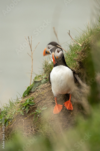 Two Puffins on a cliff face © Martin