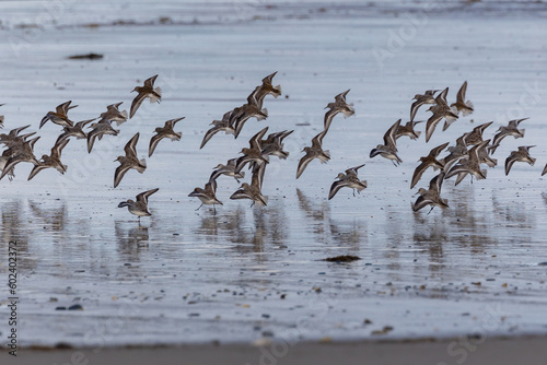 Shallow birds in the prenuptial step on Galician beaches