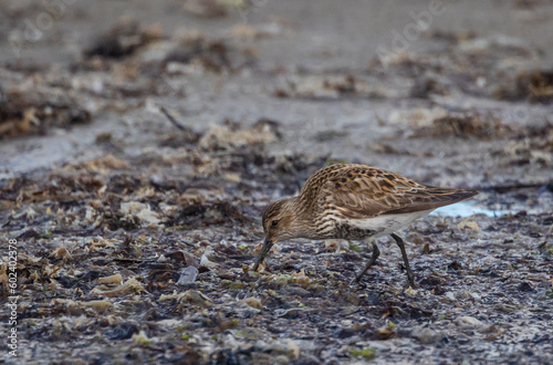 Shallow birds in the prenuptial step on Galician beaches