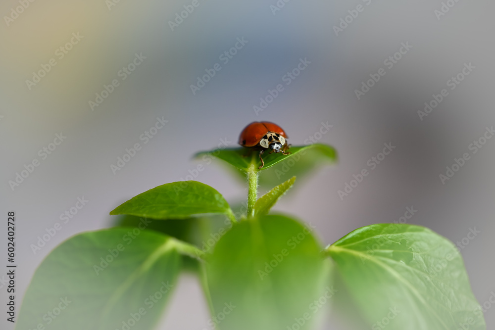 Fototapeta premium ladybug on a leaf
