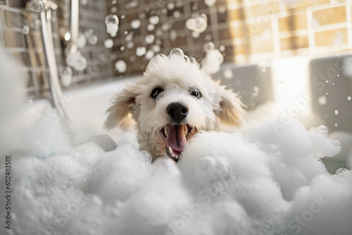 Small dog being washed in bath tube full of foam. 