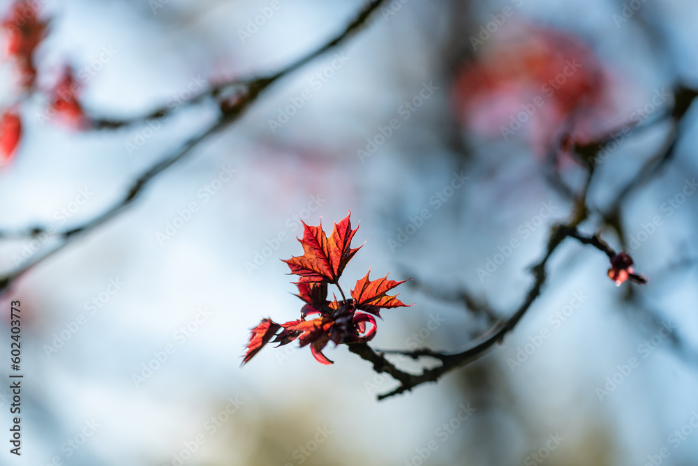 Fresh red leaves of Crimson King maple at spring Fresh red leaves of Crimson King maple at spring