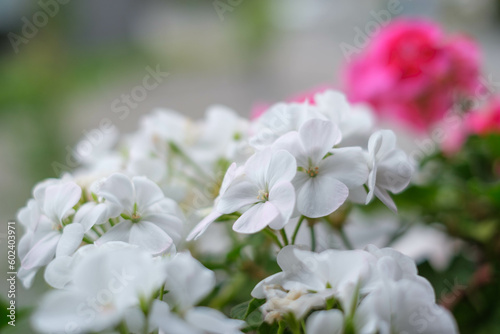 白と赤色のゼラニウムの花びらを背景をぼかして浮き上がらせる。露出を明るく仕上げる。 © 宮岸孝守