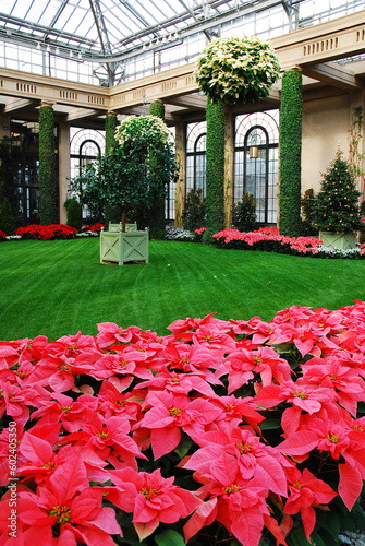 Christmas poinsettias bloom in an indoor conservatory atrium, brightening a winter day with red and pink leaves 
