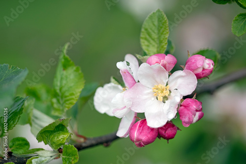 Paradise apple in spring full bloom. Macro close up photo