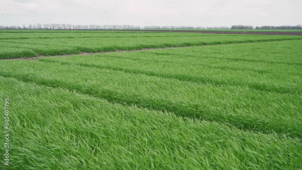 Young green wheat sprouts in the field. spring Young green wheat sprouts in the field. spring