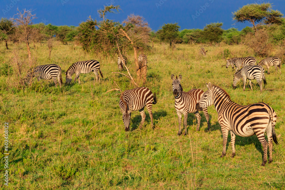 Obraz premium Herd of zebras in savanna in Serengeti national park in Tanzania. Wildlife of Africa