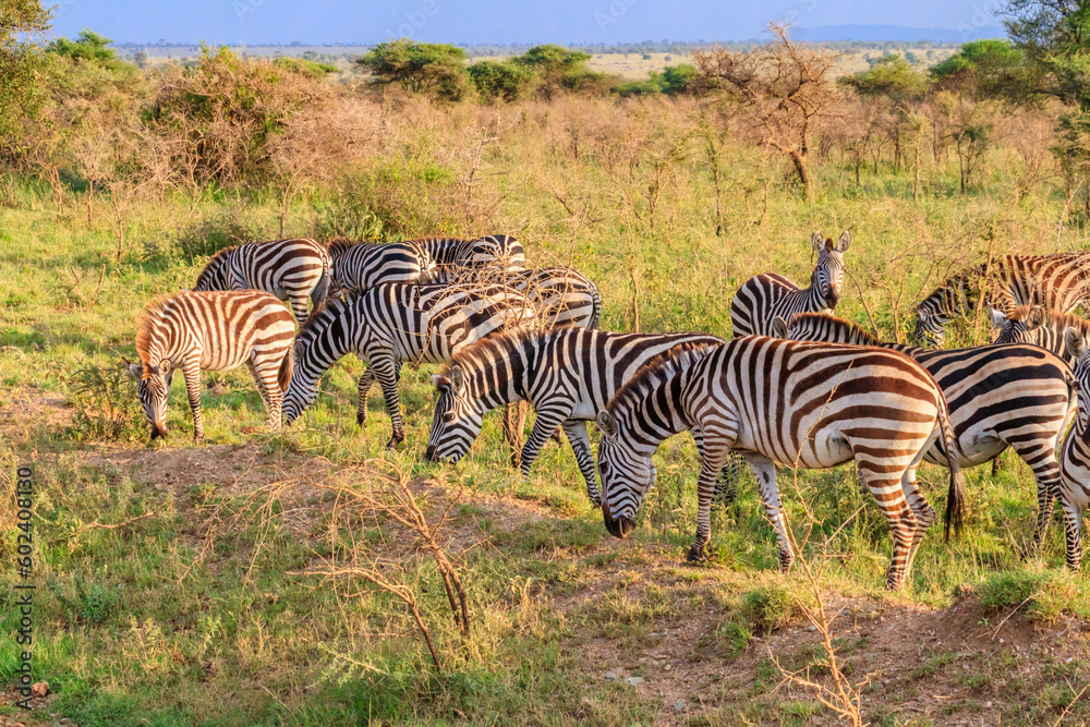 Obraz premium Herd of zebras in savanna in Serengeti national park in Tanzania. Wildlife of Africa