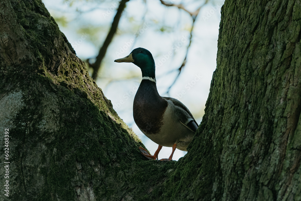 The mallard on the tree in the park in the morning