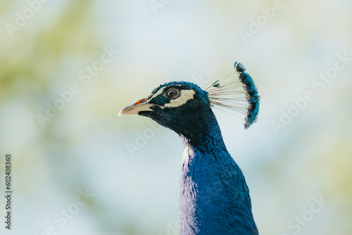 Obraz na płótnie The Indian peafowl in the park in the morning w salonie