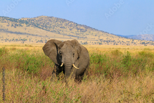 African elephant in savanna in Serengeti National park in Tanzania