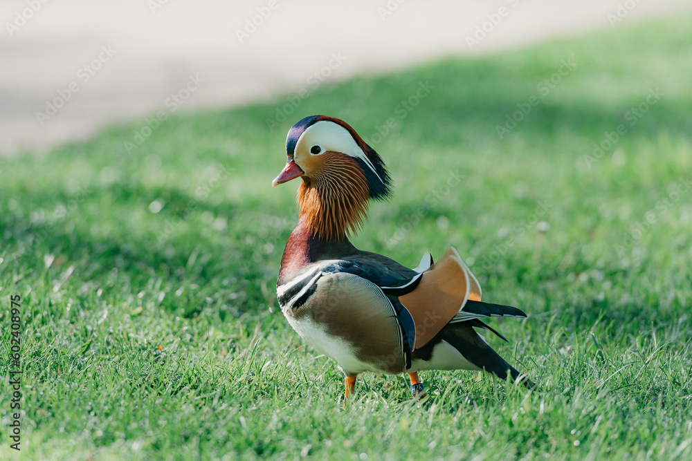 The mandarin duck walks through the meadow in the morning