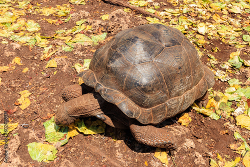 Aldabra giant tortoise on Prison island, Zanzibar in Tanzania