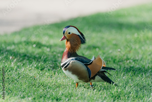 Obraz na płótnie The mandarin duck walks through the meadow in the morning w salonie