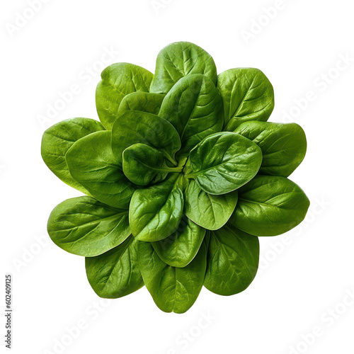 A group of fresh ripe spinach leaves