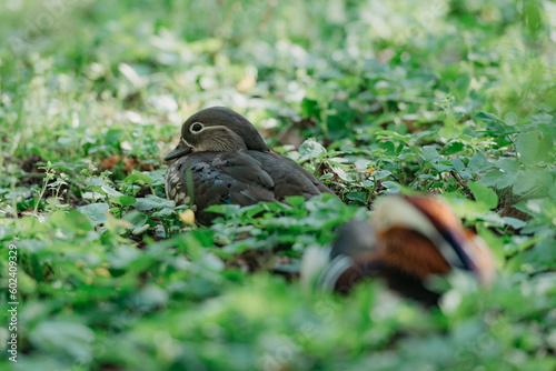 Obraz na płótnie The Mandarin ducks are lying on the grass in the park. w salonie
