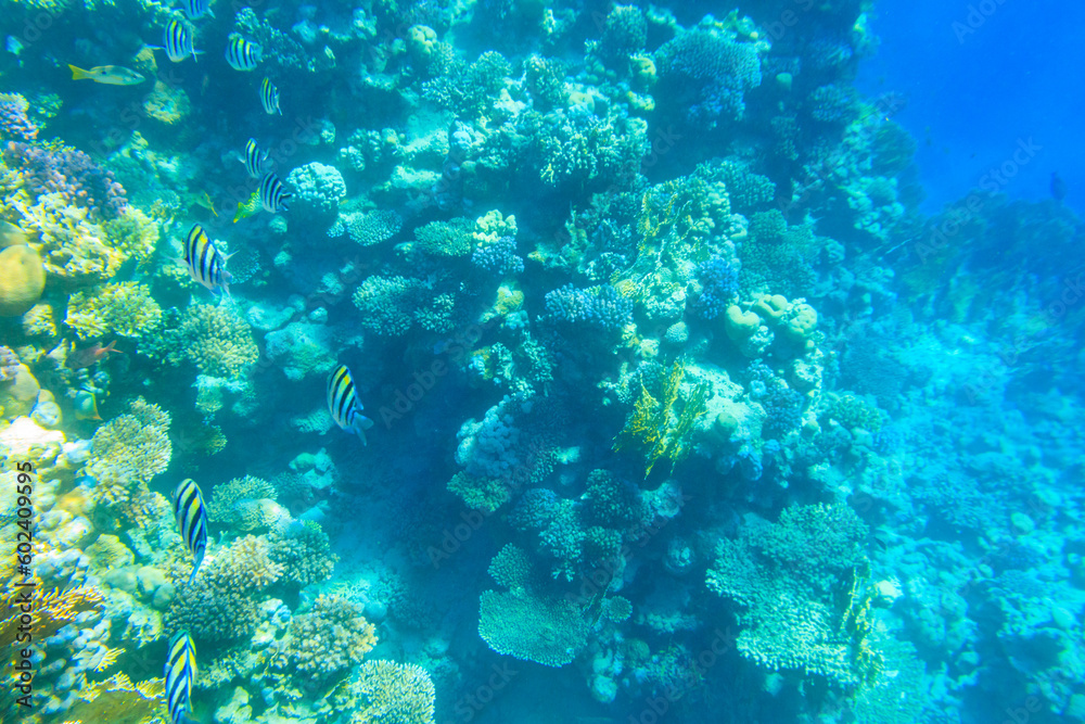 Indo-Pacific sergeant (Abudefduf vaigiensis), also known as the Sergeant major on coral reef in the Red sea. School of fish undersea Indo-Pacific sergeant (Abudefduf vaigiensis), also known as the Sergeant major on coral reef in the Red sea. School of fish undersea