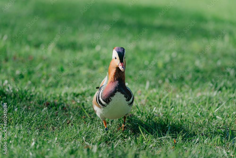 The mandarin duck walks through the meadow in the morning