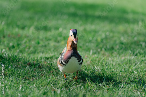 Obraz na płótnie The mandarin duck walks through the meadow in the morning w salonie