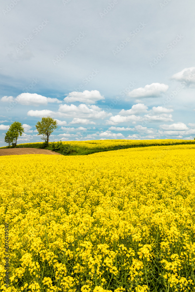 Blooming yellow rapeseed flowers, Farmland, sustainable agriculture, landscape, Vertical photo