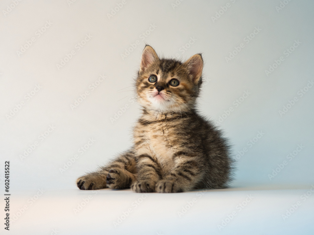chaton tigré de 2 mois chaton tigré de 2 mois
